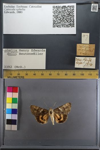 Media type: image;   Entomology 750185